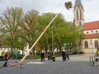 Maibaum (33).JPG